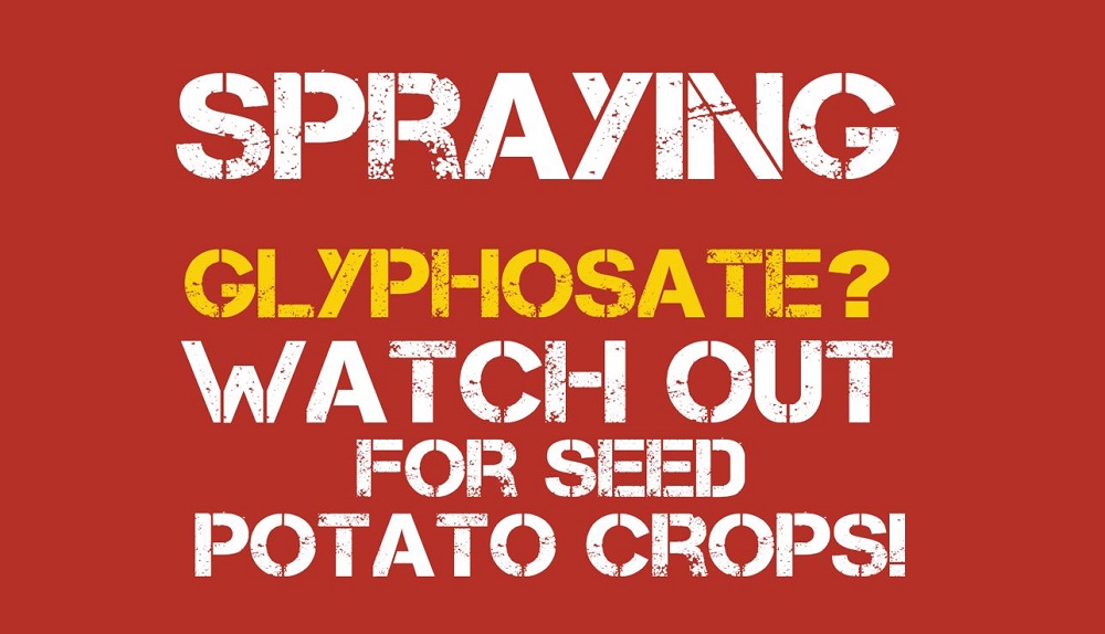 Glyphosate and seed potato crops